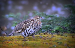 Best Boots For Grouse Hunting