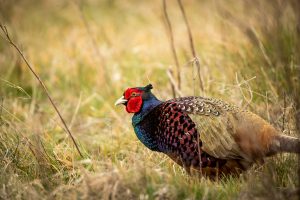 Best Boots For Pheasant Hunting