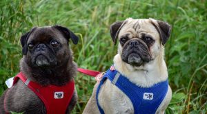 Best Winter Boots For Pugs